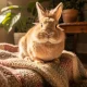 Combien de temps pour apprivoiser un lapin ? 7 étapes clés