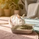 Comment apprendre la propreté à mon lapin : 7 étapes essentielles