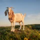 Lapin chèvre : histoire, caractéristiques et élevage