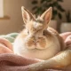 Lapin minilop : tout savoir sur ce compagnon idéal