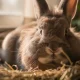 Signe de lapin en fin de vie : 7 signes à surveiller