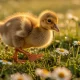 Bébé oie : tout ce que vous devez savoir sur les oisons