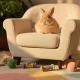 Combien coûte un lapin ? budget d'adoption et entretien en 2026
