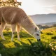 Femelle du lama : caractéristiques et comportements révélés
