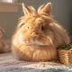 Lapin nain bélier : 7 choses à savoir sur les bébés