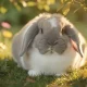 Lapin nain bélier adulte : caractéristiques et soins essentiels