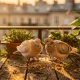 Pigeons bébés : comment bien les nourrir et les protéger ?