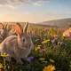 Reproduction lapine : tout ce que vous devez savoir
