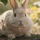 Teigne chez le lapin : symptômes, traitement et prévention
