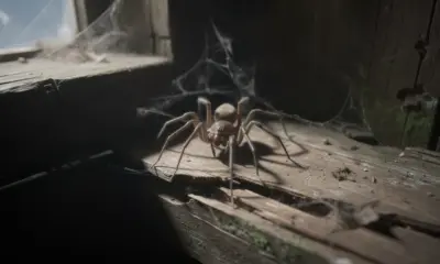 Araignée de maison dangereuse : ce qu'il faut vraiment savoir
