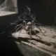 Araignée de maison dangereuse : ce qu'il faut vraiment savoir
