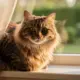 Hyperesthésie chez le chat : 7 signes à ne pas ignorer
