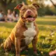 Pitbull croisé staff : 5 conseils pour un compagnon idéal