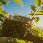 Reconna&icirc;tre les nids d'oiseaux : 7 astuces essentielles