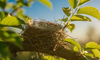 Reconnaître les nids d'oiseaux : 7 astuces essentielles