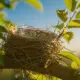 Reconnaître les nids d'oiseaux : 7 astuces essentielles