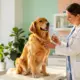 Vaccination chien : prix, protocoles et conseils essentiels